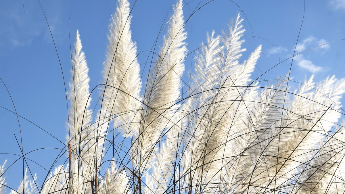 White plumes of kash grass lit by the sun against a clear blue autumn sky