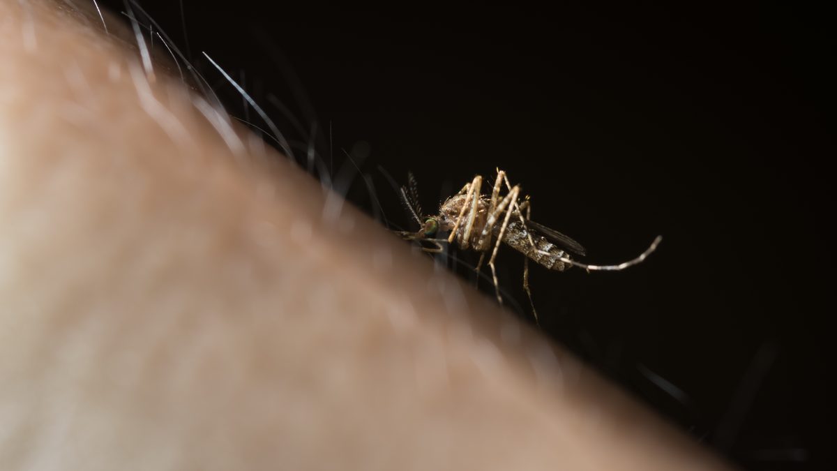 Close-up of a mosquito standing on the edge of a person's forearm, against a black background