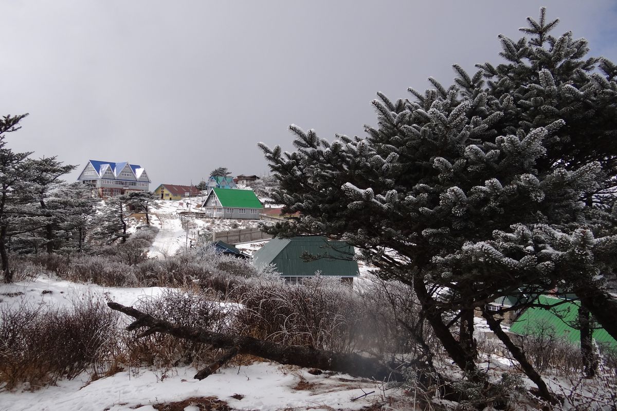 Fir trees heavy with snow and white rime in the foreground, buildings with blue and green roofs on the snowy slope behind, under a flat grey sky