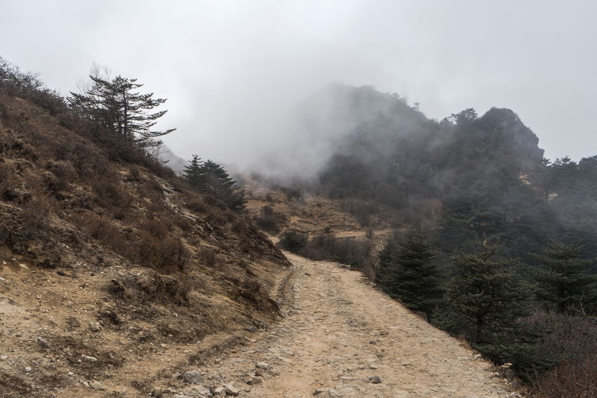 A rough stony track climbing through a forest of bare trees and firs, everything grey and soft in thick cloud