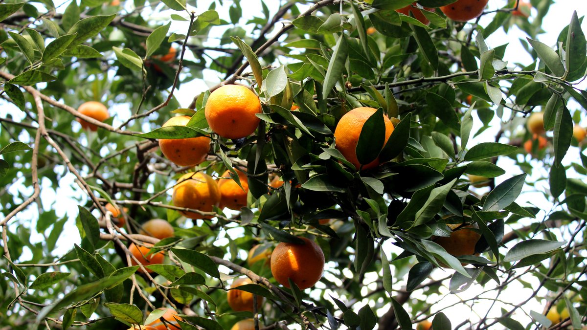 Ripe oranges hanging among dark green leaves on the branches of an orange tree in Sittong, with a pale sky behind