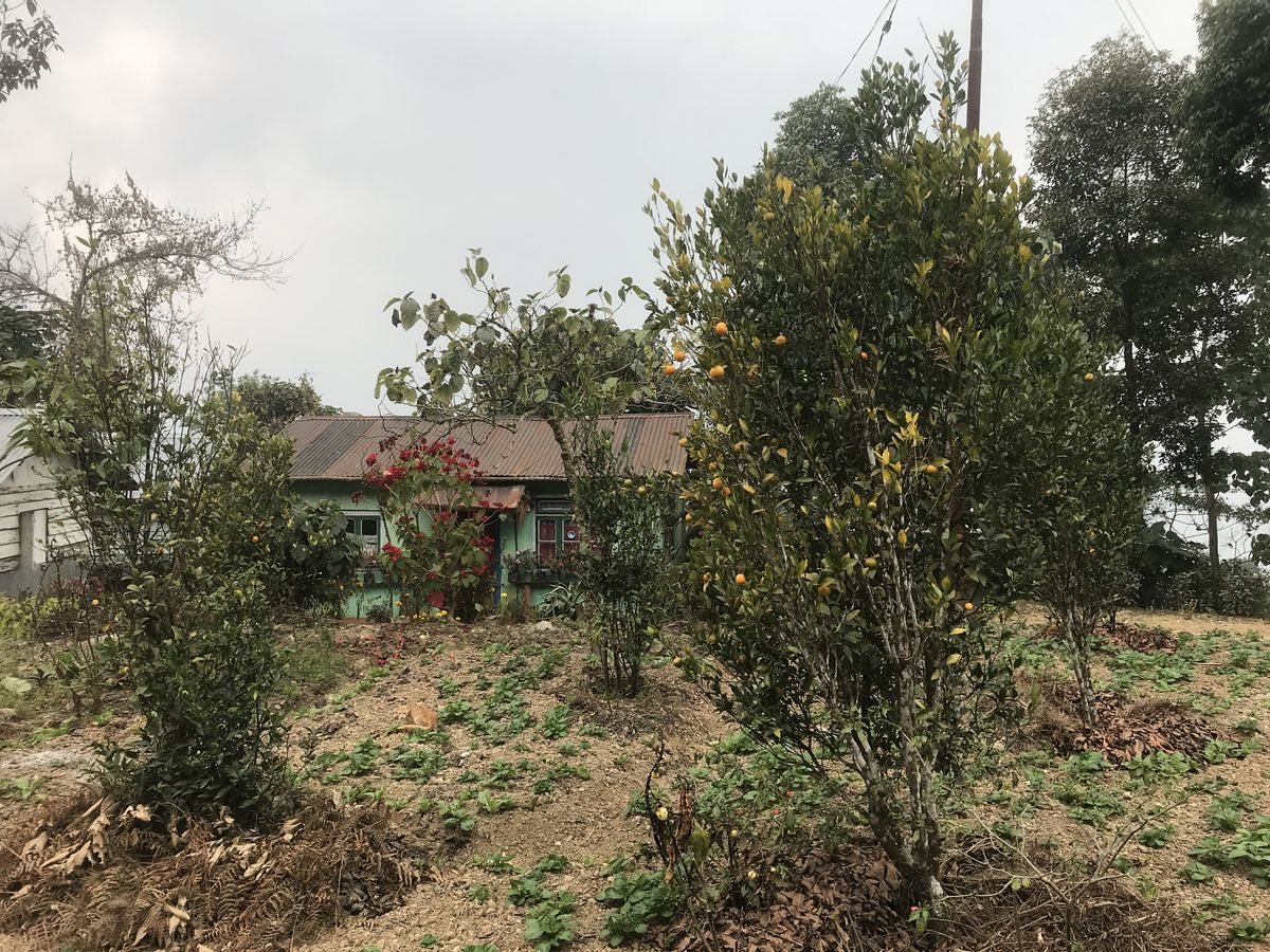 Orange trees with ripe fruit growing on a bare slope in front of a small green house with a rust-coloured tin roof and red flowers by the door, under a grey sky
